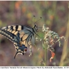 pap machaon imago14 kher